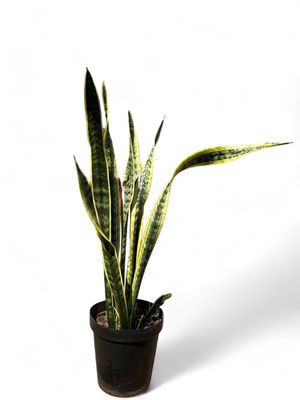 Sansevieria Trifasciata Laurentii Green and Yellow 30cm Pot