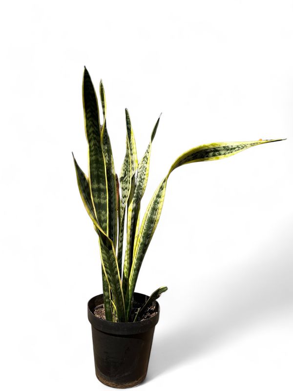 Sansevieria Trifasciata Laurentii Green and Yellow 30cm Pot
