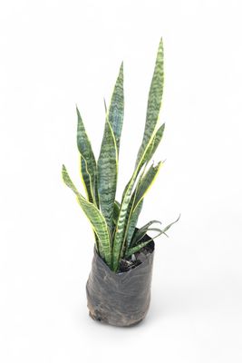 Sansevieria tri Green and Yellow 10 liter