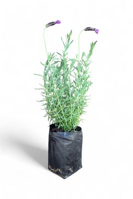Lavandula Stoechas (Lavender)