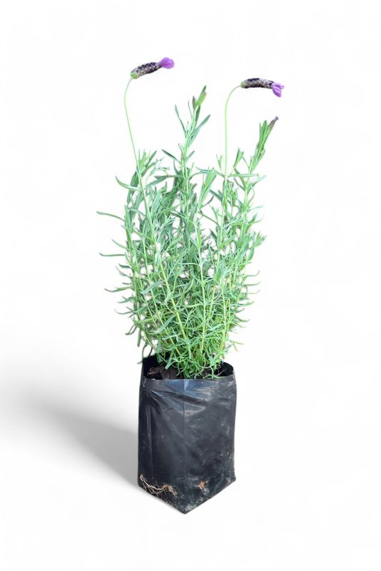 Lavandula Stoechas (Lavender)