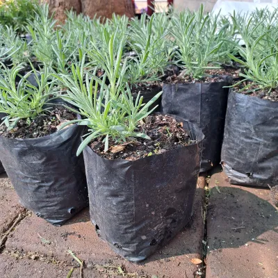 Lavandula "Lavender" Margaret Robert 2L