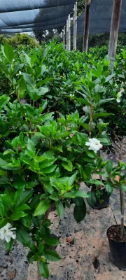 Gardenia Augusta Standard 10L