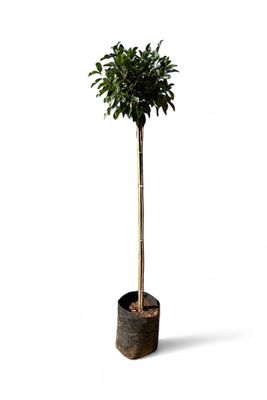 Ficus Nitida Standard 20 Litre