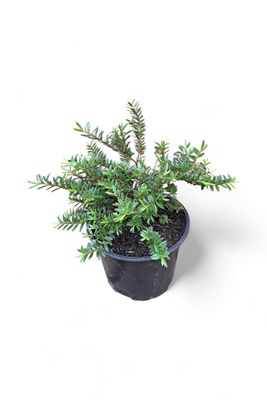 Hebe Diosmifolia Pot