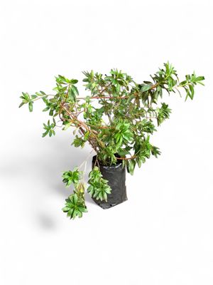 Azalea Grandiflora Mixed Colours 20 Liter