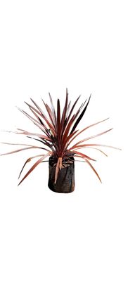 Cordyline Red Star 5 Liter