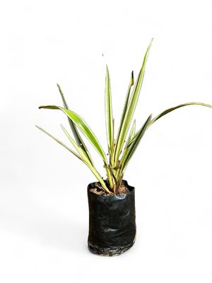 Dianella Tasmanica Variegated 2.5L