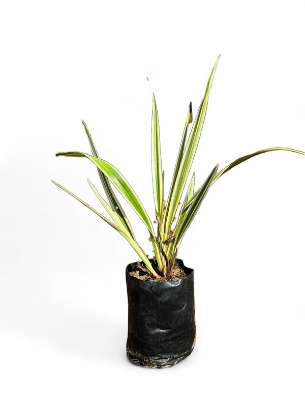 Dianella Tasmanica Variegated 2.5L