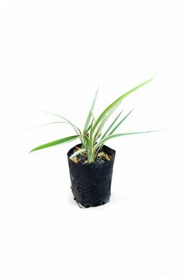Dianella Variegated 4L