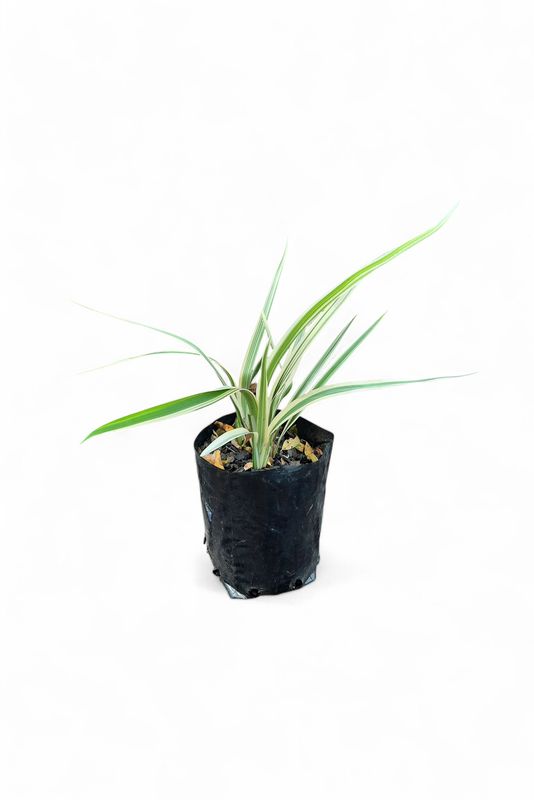 Dianella Variegated 4L