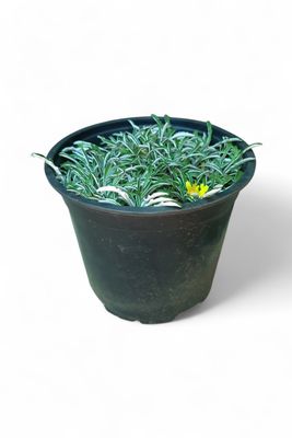 Dymondia Margaretae 15cm Pot