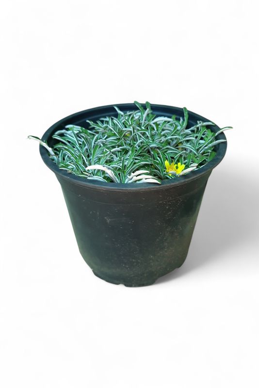 Dymondia Margaretae 15cm Pot