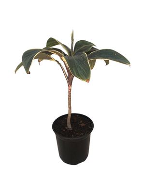 Cordyline Miss Andrea 17cm Pot