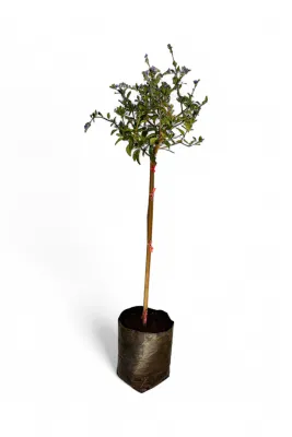 Duranta Erecta "Saphire Showers" Standard 10 Liter