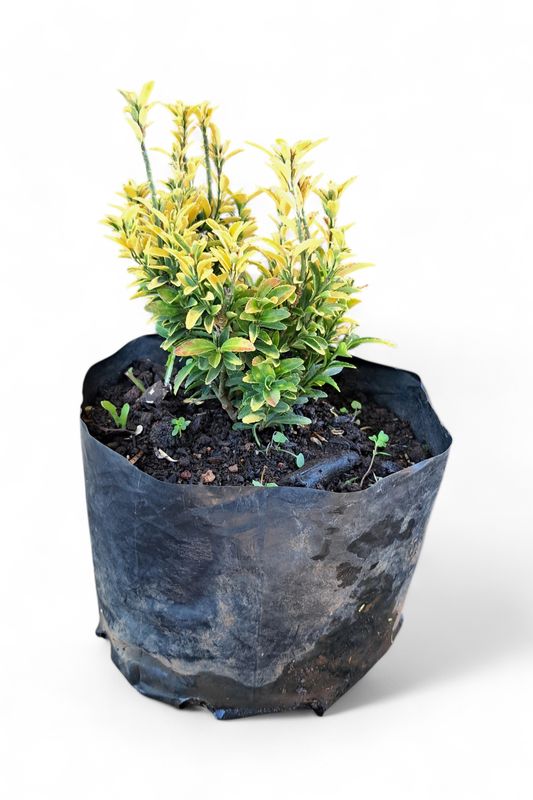 Eunymous Jap Microphyllus Gold 2L