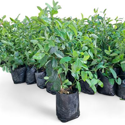 Viburnum Odoratissimum Sinensis 10 Liter