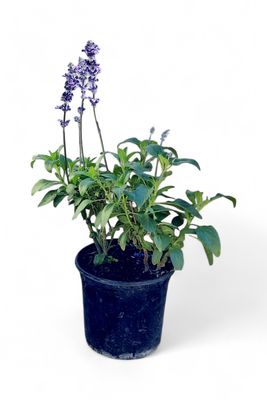 Salvia Farinacea "Sally Fun" Blue 15cm
