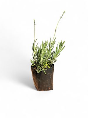 Lavandula "Lavender" Margaret Roberts 2.5 Liter