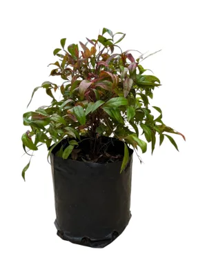 Nandina Pygmaea 2.5 Liter