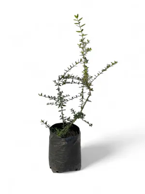 Olea Europaea Subsp. Africana / Wild Olive 10 Liter