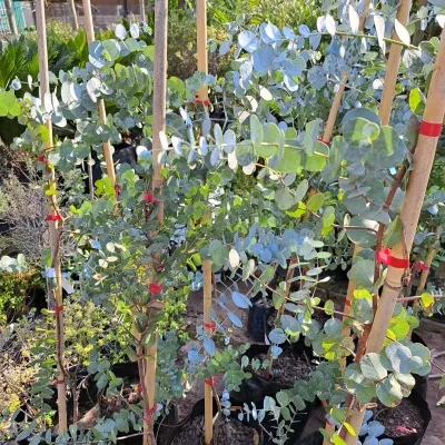 Eucalyptus Cinerea - Penny Gum 20L