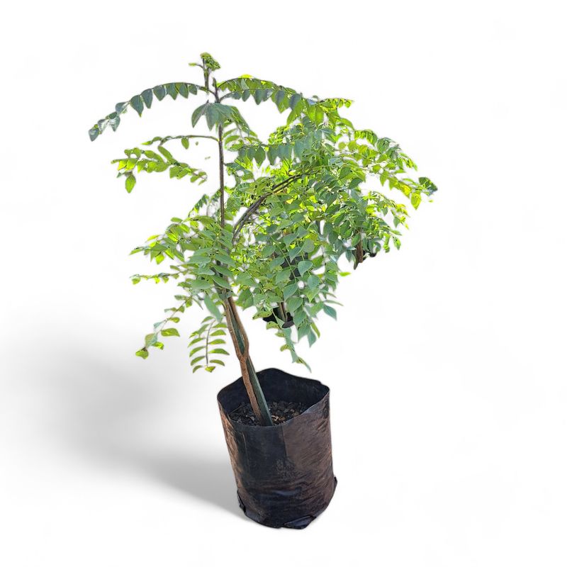 Murraya Koenigii (Curry Leaf) 10 Liter