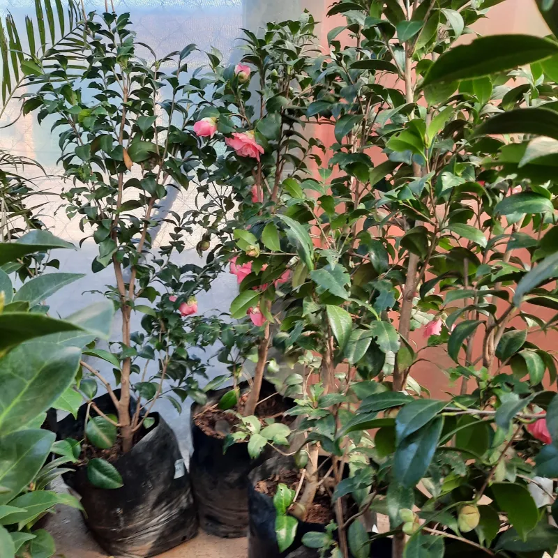 Camellia Japonica Large Single Pink 10 Liter