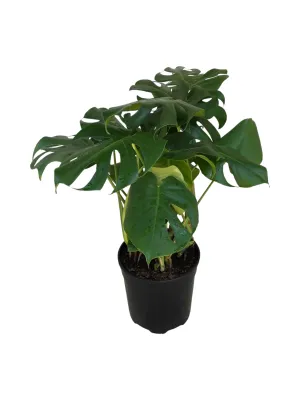 Monstera Deliciosa (Delicious Monster) 19cm Pot