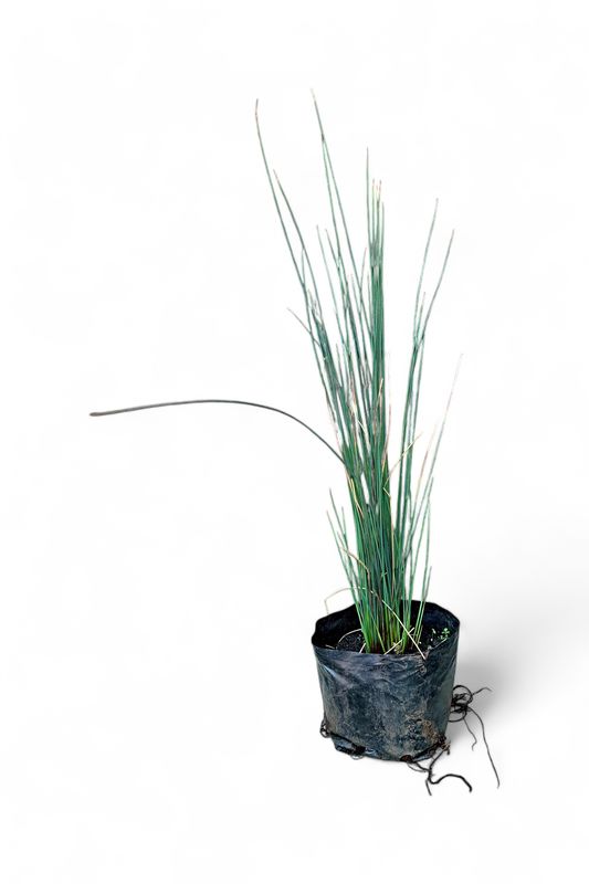 Juncus Inflexus "Blue Dart" 4 liters
