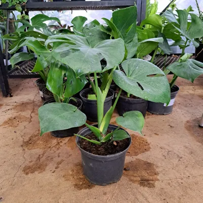 Monstera Deliciosa 17cm Pot