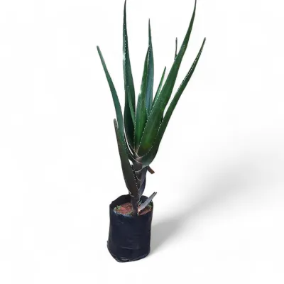 Aloe Bainsii -Single Stem 20 Liter Aloe Bainsii -Single Stem 20 Liter