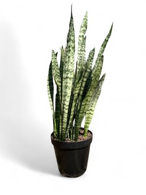 Sansevieria Trifasciata - Grey and Green 30cm Pot