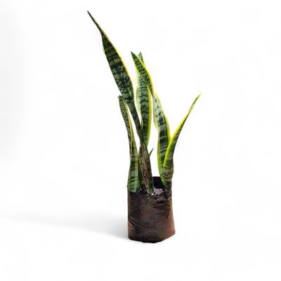 Sansevieria Trifasciata Laurentii Green and Yellow 10 Liter