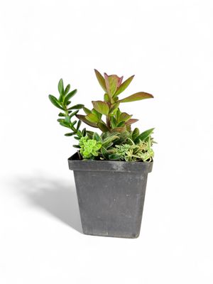 Succulent Lucky 10cm Pot with 3 plants in one Pot
