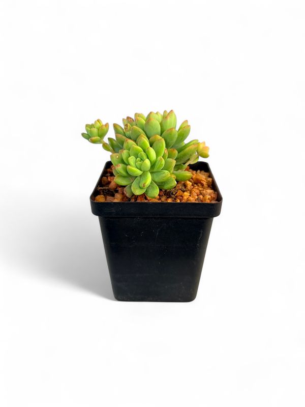 Succulent 10cm Mixed (each)