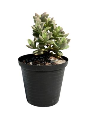 Succulent assorted mix 5cm each