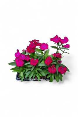 Dianthus Mixed Colours Seedlings 6 Pack