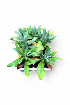 Stocks Dwarf Mix Seedlings 6 Pack