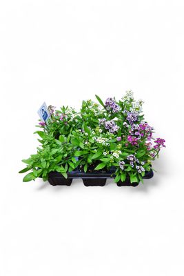 Alyssum Mixed Colours Seedlings 6 Pack