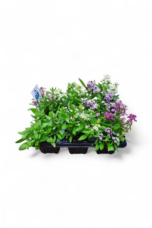Alyssum Mixed Colours Seedlings 6 Pack