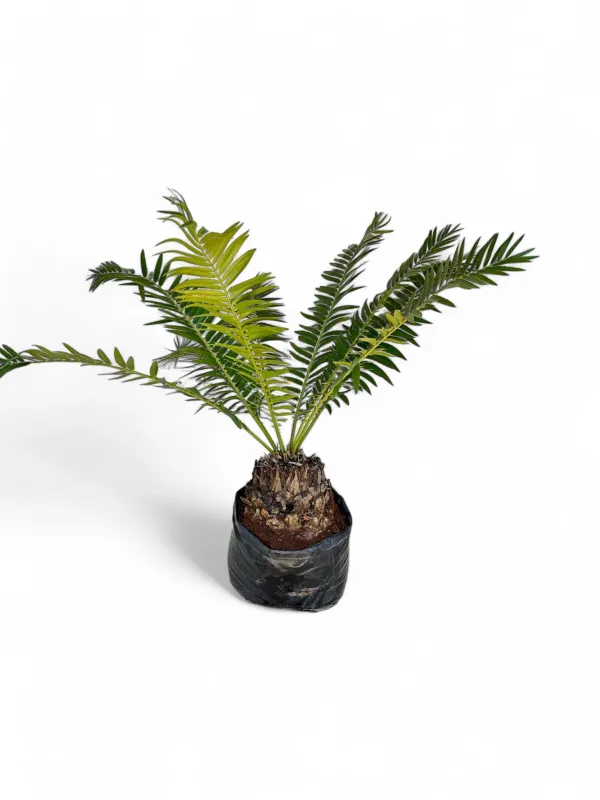 Gorongo Cycad 'Encephalartos Manikensis'
