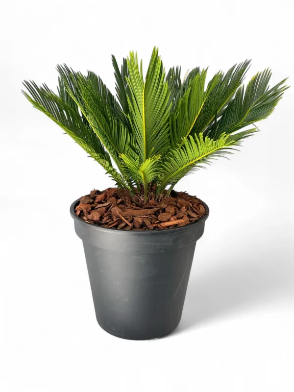 Cycas Revoluta 25cm Pot