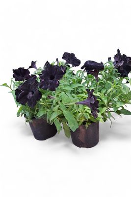 Petunia "Black Ray" 15cm Pot