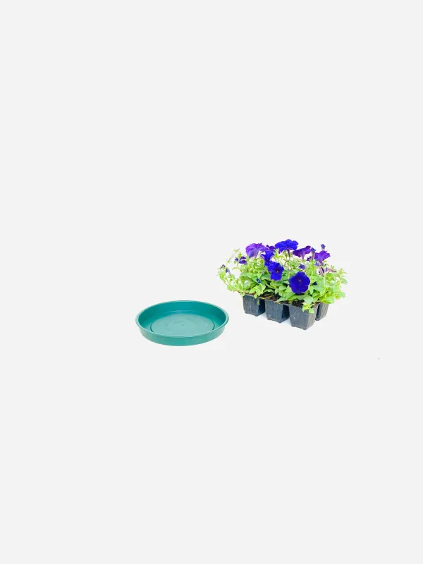 20cm Saucer green Width 20cm