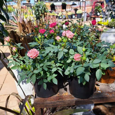 Rose Miniature Mixed Colours 14cm Pot