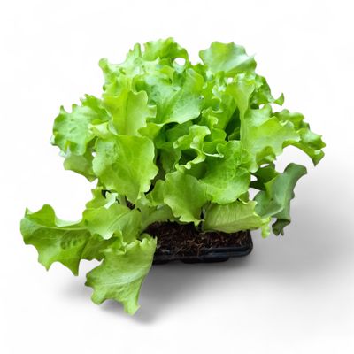 Lettuce Green Butter 6 Pack Veg Seedlings