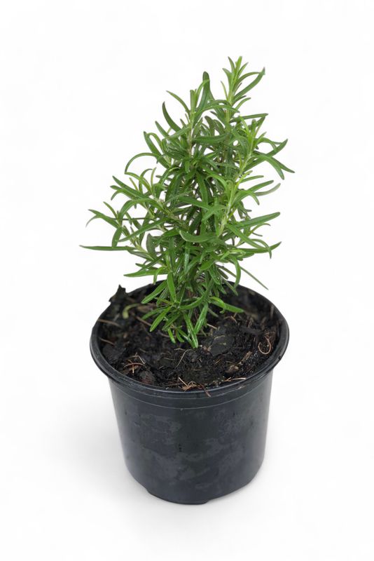 Rosemary 12cm Pot