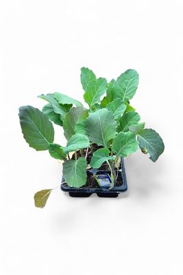 Borecole Kale Edible 6 Pack Veg Seedlings