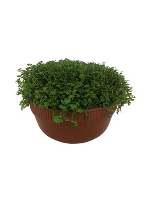 Peace Bowl (Baby Tears) 15cm - Soleirolia Soleirolii